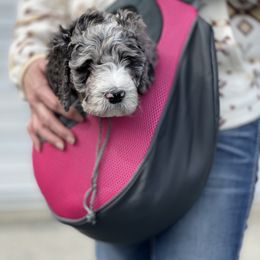 Bernedoodle Puppies from PNW Sheepies and Doodles