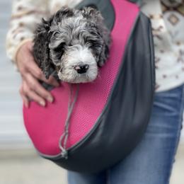 Bernedoodle Puppies from PNW Sheepies and Doodles