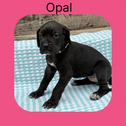 Opal - Black and white female Great Dane puppy in Gonzales, Louisiana from Anstatt House Of Danes