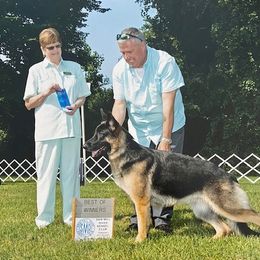 "Lucy - BOW New York 2021" German Shepherd All Grown Up from Karen Nelson's German Shepherds