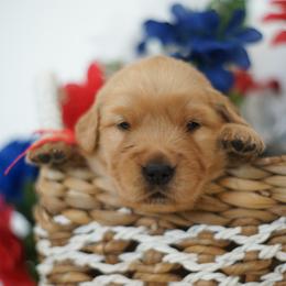 Boy 4 - Golden male Golden Retriever puppy in Las Vegas, Nevada from Geaux Dog