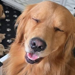 Cowboy - Golden Retriever