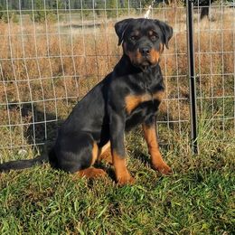 Girl 1 - Black and mahogany female Rottweiler puppy in Athol, Idaho from Vom Corvinus Haus Rottweilers