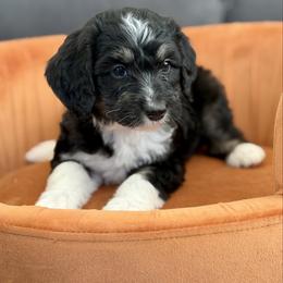 Casanova - Black tri-color male Aussiedoodle puppy in Jackson, Tennessee from Dinah Doodles and Aussies
