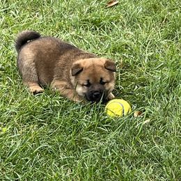 Shiba Inu Puppies from Kaste Kennel