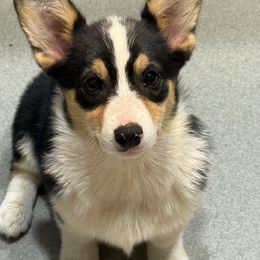 Hazel - Pembroke Welsh Corgi