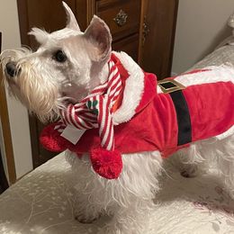 Miniature Schnauzers from Furever Loved Schnauzers