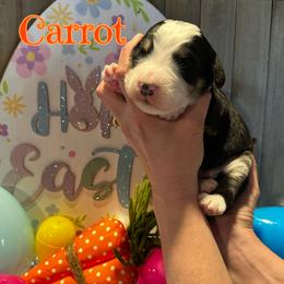 Carrot - Tri-color male Bernedoodle puppy in St. James, Missouri from Backwoods Bernedoodles