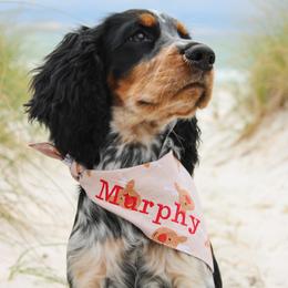 English Springer Spaniel Puppies from Cherokee Springers of NWFL