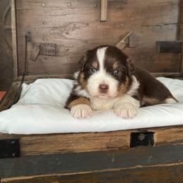 Australian Shepherd Puppies from Hannah Taylor