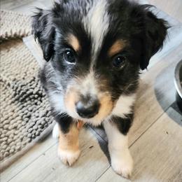 Brown (collar color) you get to name him - Black tri male Miniature American Shepherd puppy in Centralia, Washington from Blackjack Mini Aussies