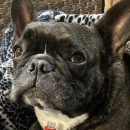 French Bulldogs from Kayla's Frenchies