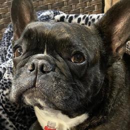 French Bulldogs from Kayla's Frenchies