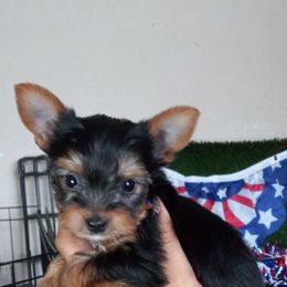 Shih Tzu and Yorkshire Terrier Puppies from Thorntons Fur Crew