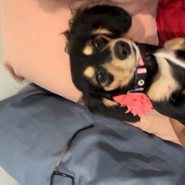 Dachshund puppies from Furry Godmother Pups
