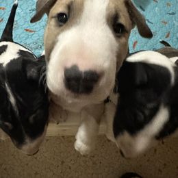 Bull Terrier Puppies from Lynn Hill Bull Terriers