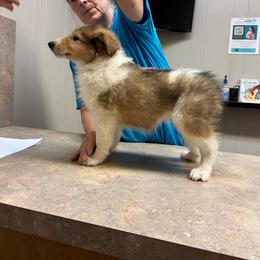 Guinevere - Sable and white female Collie puppy in Malvern, Arkansas from Lost Acres Collies