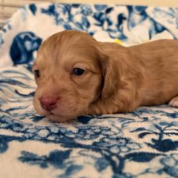 Stewart - Chocolate and cream male Dachshund puppy in Saint Paul, Minnesota from Vibrant Eyes Doxies