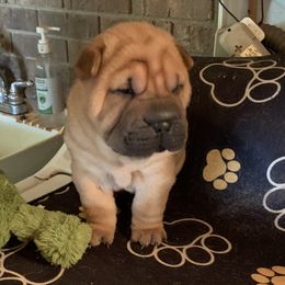 Boy 2 - male Chinese Shar-Pei puppy in Elkin, North Carolina from Martini Shar-Pei