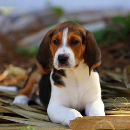 American Foxhound and American Staffordshire Terrier Puppies from Whitlow Kennel