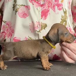 Dachshund Puppies from Royal Bloodline Canines