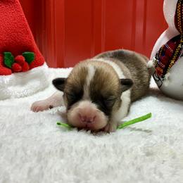 Milo - White and red male Pembroke Welsh Corgi puppy in Fayetteville, Tennessee from Sulphur Springs Corgis