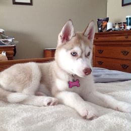 Siberian Huskies from Sabre's Siberians
