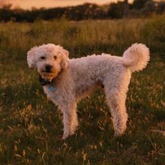 Nash - Labradoodle