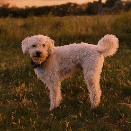 Nash - Labradoodle