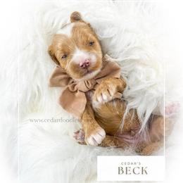B E C K - Red  male Goldendoodle puppy in Cedar City, Utah from Cedar Doodles- Home of the Teddybear Goldendoodle