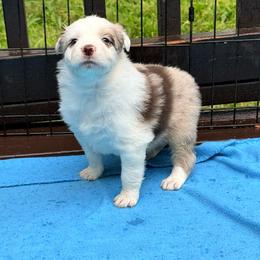 Blaze - Red merle male Australian Shepherd puppy in Yelm, Washington from Country Rose Australian Shepherds