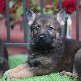 Valentino - Sable male German Shepherd puppy in Philippi, West Virginia from Vom Haus Highlands