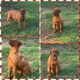 Odin - Yellow male Labrador Retriever puppy in Kissimmee, Florida from SunState Labs