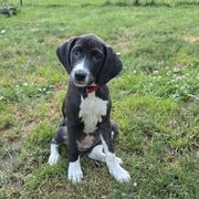 Kandy - Brindle female Mountain Cur puppy in Moundsville, West Virginia from Mountaineer Mountain Curs