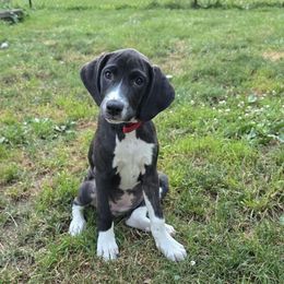 Kandy - Brindle female Mountain Cur puppy in Moundsville, West Virginia from Mountaineer Mountain Curs