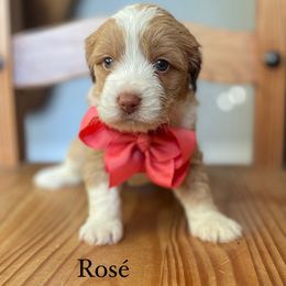 Rose - Bernedoodle puppy from Sweet Pea Bernedoodles