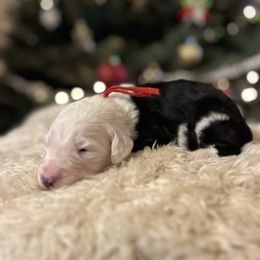 Fizz - Black and white male Sheepadoodle puppy in Vernonia, Oregon from Life Unleashed Farm