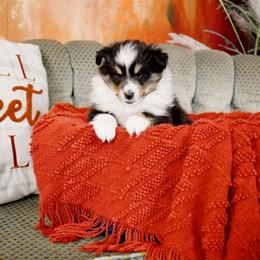 Cruz - Black white and tan male Shetland Sheepdog puppy in Rugby, North Dakota from KaMera Shelties