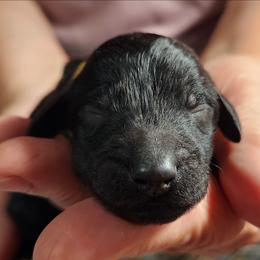 Baer - Black male Poodle puppy in Spartanburg, South Carolina from Taya's Pups