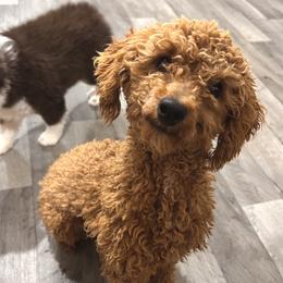 Annie - Poodle