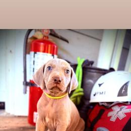Sirius - Silver gray male Weimaraner puppy in Talking Rock, Georgia from North Georgia Weims
