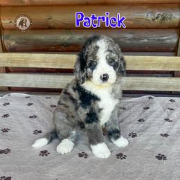 Patrick - Blue merle male Bernedoodle puppy in Banner Elk, North Carolina from Walnut Tree Bernedoodles