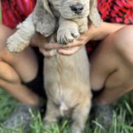 Dachshund and Pembroke Welsh Corgi Puppies from Three K Miniature Dachshunds