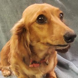 Dachshunds from Sherfield