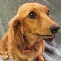 Dachshunds from Sherfield