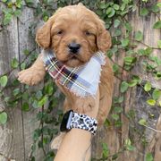 Double Doodle Puppies from Hansen Homestead Pups