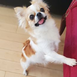 Chihuahua All Grown Up from Precious Paws Chihuahuas