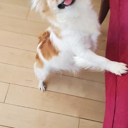 Chihuahua All Grown Up from Precious Paws Chihuahuas