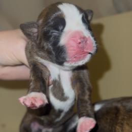 Rorschach's Two Minute Warning - Brindle female Boxer puppy in Seward, Nebraska from Rorschach Boxers