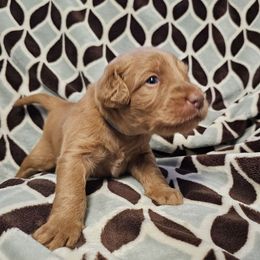 Chewie - Red male Labradoodle puppy in Lansing, North Carolina from Murphy Manor Mountain Doodles